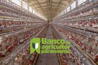 Banco do Agricultor Paranaense marca nova aposta do Estado no agronegócio