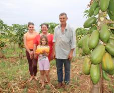 Com implantação de sistema de gotejamento, financiado pela Fomento Paraná, a plantação da família do agricultor Itacir Caverzan passou a receber irrigação constante, o que possibilitou plantar frutas como maracujá, melancia e abacaxi. 