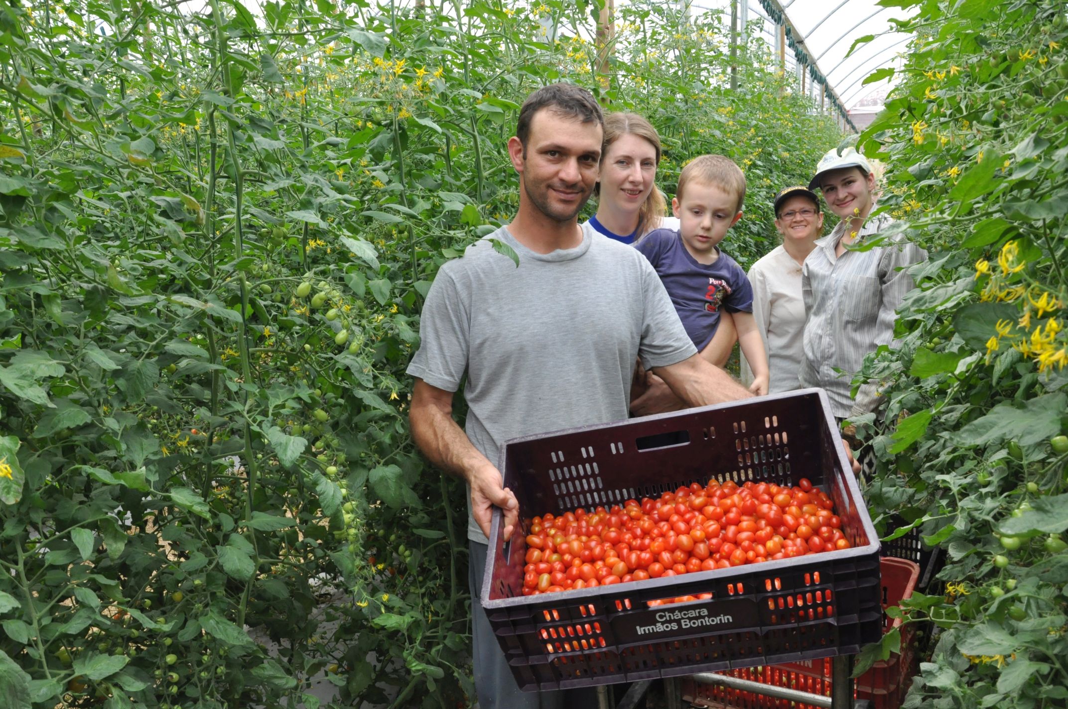 A Fomento Paraná, instituição financeira de desenvolvimento do Governo do Estado, contratou até outubro R$ 45 milhões em operações de microcrédito, batendo, em dez meses, a meta para todo o ano de 2016. O valor alcançado de janeiro a outubro é também superior em quase 30% ao contratado em todo o ano de 2015, que foi de R$ 35 milhões. Na imagem, família do agricultor Altamir Bontorin, de Morretes, que buscou financiamento para a lavoura.