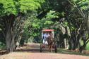 Homem com charrete percorre alameda no Hotel Fazenda Itacorá, em Itaipulândia. 