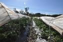Os agricultores Neliria Huff e Valdemar Ramos, de Bituruna, no sul do estado, receberam crédito da Fomento Paraná e triplicaram a produção e colheita de morangos orgânicos.