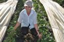 Os agricultores Neliria Huff e Valdemar Ramos, de Bituruna, no sul do estado, receberam crédito da Fomento Paraná e triplicaram a produção e colheita de morangos orgânicos.