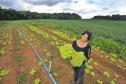 A produtora rural de Quitandinha, Sirlei Aparecida de Moura, mostra hortaliças colhidas na horta que ela cultiva. O sistema de irrigação da horta foi adquirido através do financiamento da FOMENTO PARANÁ.