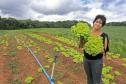 A produtora rural de Quitandinha, Sirlei Aparecida de Moura, mostra sistema de irrigação adquirido através do financiamento da FOMENTO PARANÁ.