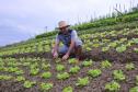 Empreendimentos afetados pelas fortes chuvas que atingiram Morretes, no litoral do estado, em março de 2011, comemoram a retomada plena das atividades a partir do crédito disponibilizado pela Fomento Paraná. Na imagem, o agricultor Ezequiel Petenusso na plantação de hortaliças.