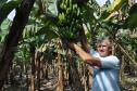 Empreendimentos afetados pelas fortes chuvas que atingiram Morretes, no litoral do estado, em março de 2011, comemoram a retomada plena das atividades a partir do crédito disponibilizado pela Fomento Paraná. Na imagem, o agricultor Wilson Simão na plantação de bananas.