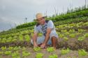 Empreendimentos afetados pelas fortes chuvas que atingiram Morretes, no litoral do estado, em março de 2011, comemoram a retomada plena das atividades a partir do crédito disponibilizado pela Fomento Paraná. Na imagem, o agricultor Ezequiel Petenusso na plantação de hortaliças.