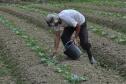 Empreendimentos afetados pelas fortes chuvas que atingiram Morretes, no litoral do estado, em março de 2011, comemoram a retomada plena das atividades a partir do crédito disponibilizado pela Fomento Paraná. Na imagem, agricultor planta sementes de legumes.