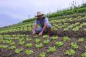 Empreendimentos afetados pelas fortes chuvas que atingiram Morretes, no litoral do estado, em março de 2011, comemoram a retomada plena das atividades a partir do crédito disponibilizado pela Fomento Paraná. Na imagem, o agricultor Ezequiel Petenusso na plantação de hortaliças.