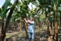 Empreendimentos afetados pelas fortes chuvas que atingiram Morretes, no litoral do estado, em março de 2011, comemoram a retomada plena das atividades a partir do crédito disponibilizado pela Fomento Paraná. Na imagem, o agricultor Wilson Simão na plantação de bananas.