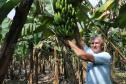 Empreendimentos afetados pelas fortes chuvas que atingiram Morretes, no litoral do estado, em março de 2011, comemoram a retomada plena das atividades a partir do crédito disponibilizado pela Fomento Paraná. Na imagem, o agricultor Wilson Simão na plantação de bananas.