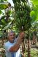 Empreendimentos afetados pelas fortes chuvas que atingiram Morretes, no litoral do estado, em março de 2011, comemoram a retomada plena das atividades a partir do crédito disponibilizado pela Fomento Paraná. Na imagem, o agricultor Wilson Simão na plantação de bananas.
