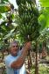 Empreendimentos afetados pelas fortes chuvas que atingiram Morretes, no litoral do estado, em março de 2011, comemoram a retomada plena das atividades a partir do crédito disponibilizado pela Fomento Paraná. Na imagem, o agricultor Wilson Simão na plantação de bananas.