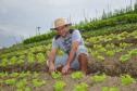 Empreendimentos afetados pelas fortes chuvas que atingiram Morretes, no litoral do estado, em março de 2011, comemoram a retomada plena das atividades a partir do crédito disponibilizado pela Fomento Paraná. Na imagem, o agricultor Ezequiel Petenusso na plantação de hortaliças.