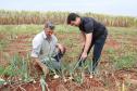 O agente de crédito e técnico da área do Trabalho e Renda José Gilson da Silva orientou os agricultores Ivanilde Desengrine e Itacir Caverzan para impantar sistema de gotejamento que aumentou a produção de frutas da propriedade em Centenário do Sul. 
