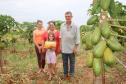 Com implantação de sistema de gotejamento, financiado pela Fomento Paraná, a plantação da família do agricultor Itacir Caverzan passou a receber irrigação constante, o que possibilitou plantar frutas como maracujá, melancia e abacaxi. 