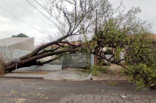 Árvore caída sobre linha de energia em frente a uma casa, após temporal em Maringá.