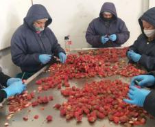 Coaprocor produz polpas e sucos de fruta e possui 650 cooperados.
