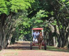 Homem com charrete percorre alameda no Hotel Fazenda Itacorá, em Itaipulândia. 