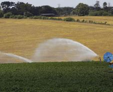 Irrigação em lavoura de batatas