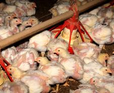 Criação de pintinhos ou pintainhos 