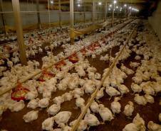 Galpão para criação de frangos