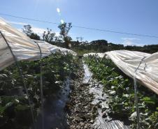 Os agricultores Neliria Huff e Valdemar Ramos, de Bituruna, no sul do estado, receberam crédito da Fomento Paraná e triplicaram a produção e colheita de morangos orgânicos.