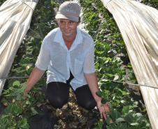 Os agricultores Neliria Huff e Valdemar Ramos, de Bituruna, no sul do estado, receberam crédito da Fomento Paraná e triplicaram a produção e colheita de morangos orgânicos.