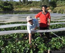 Os agricultores Neliria Huff e Valdemar Ramos, de Bituruna, no sul do estado, receberam crédito da Fomento Paraná e triplicaram a produção e colheita de morangos orgânicos.