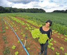 A produtora rural de Quitandinha, Sirlei Aparecida de Moura, mostra hortaliças colhidas na horta que ela cultiva. O sistema de irrigação da horta foi adquirido através do financiamento da FOMENTO PARANÁ.