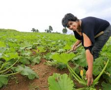 A produtora rural de Quitandinha, Sirlei Aparecida de Moura, mostra horta, cujo sistema de irrigação foi adquirido através do financiamento da FOMENTO PARANÁ.