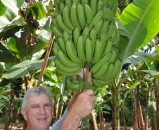 Empreendimentos afetados pelas fortes chuvas que atingiram Morretes, no litoral do estado, em março de 2011, comemoram a retomada plena das atividades a partir do crédito disponibilizado pela Fomento Paraná. Na imagem, o agricultor Wilson Simão na plantação de bananas.