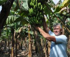 Empreendimentos afetados pelas fortes chuvas que atingiram Morretes, no litoral do estado, em março de 2011, comemoram a retomada plena das atividades a partir do crédito disponibilizado pela Fomento Paraná. Na imagem, o agricultor Wilson Simão na plantação de bananas.