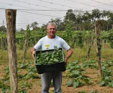 Empreendimentos afetados pelas fortes chuvas que atingiram Morretes, no litoral do estado, em março de 2011, comemoram a retomada plena das atividades a partir do crédito disponibilizado pela Fomento Paraná. Na imagem, o agricultor Wilson Simão com mudas de hortaliças.