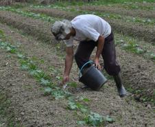 Empreendimentos afetados pelas fortes chuvas que atingiram Morretes, no litoral do estado, em março de 2011, comemoram a retomada plena das atividades a partir do crédito disponibilizado pela Fomento Paraná. Na imagem, agricultor planta sementes de legumes.