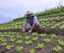 Empreendimentos afetados pelas fortes chuvas que atingiram Morretes, no litoral do estado, em março de 2011, comemoram a retomada plena das atividades a partir do crédito disponibilizado pela Fomento Paraná. Na imagem, o agricultor Ezequiel Petenusso na plantação de hortaliças.