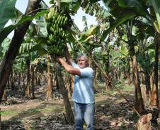 Empreendimentos afetados pelas fortes chuvas que atingiram Morretes, no litoral do estado, em março de 2011, comemoram a retomada plena das atividades a partir do crédito disponibilizado pela Fomento Paraná. Na imagem, o agricultor Wilson Simão na plantação de bananas.