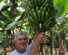 Empreendimentos afetados pelas fortes chuvas que atingiram Morretes, no litoral do estado, em março de 2011, comemoram a retomada plena das atividades a partir do crédito disponibilizado pela Fomento Paraná. Na imagem, o agricultor Wilson Simão na plantação de bananas.