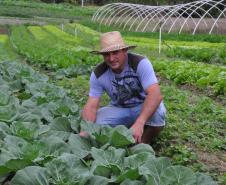Empreendimentos afetados pelas fortes chuvas que atingiram Morretes, no litoral do estado, em março de 2011, comemoram a retomada plena das atividades a partir do crédito disponibilizado pela Fomento Paraná. Na imagem, o agricultor Ezequiel Petenusso na plantação de hortaliças.