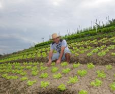 Empreendimentos afetados pelas fortes chuvas que atingiram Morretes, no litoral do estado, em março de 2011, comemoram a retomada plena das atividades a partir do crédito disponibilizado pela Fomento Paraná. Na imagem, o agricultor Ezequiel Petenusso na plantação de hortaliças.