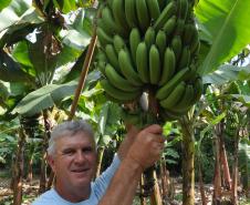 Empreendimentos afetados pelas fortes chuvas que atingiram Morretes, no litoral do estado, em março de 2011, comemoram a retomada plena das atividades a partir do crédito disponibilizado pela Fomento Paraná. Na imagem, o agricultor Wilson Simão na plantação de bananas.