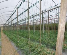 Empreendimentos afetados pelas fortes chuvas que atingiram Morretes, no litoral do estado, em março de 2011, comemoram a retomada plena das atividades a partir do crédito disponibilizado pela Fomento Paraná. Na imagem, detalhe da estufa para tomates da família do agricultor Altamir Bontorin.