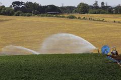 Irrigação em lavoura de batatas