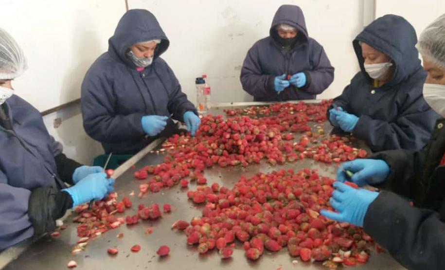 Coaprocor produz polpas e sucos de fruta e possui 650 cooperados.