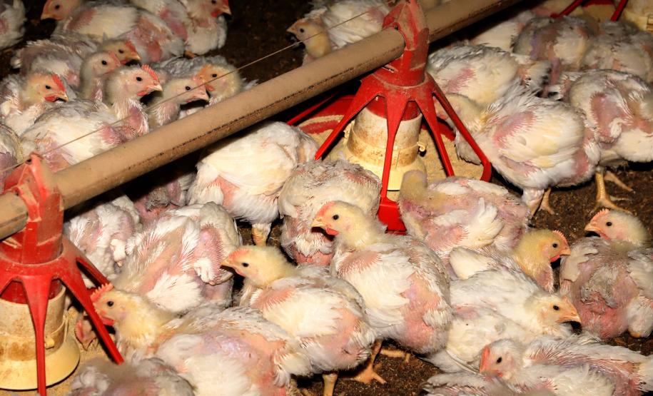 Criação de pintinhos ou pintainhos