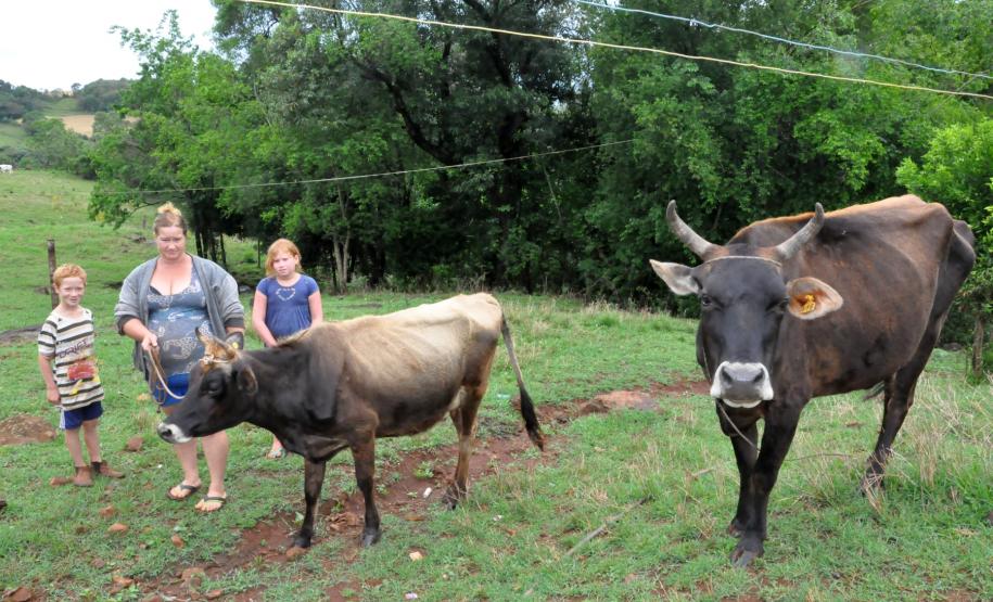 Famílias atendidas pelo programa Família Paranaense ganham nova perspectiva com programas sociais. Elas têm acesso ao programa de financiamento Paraná Juro Zero, da Fomento Paraná, para se tornarem empreendedoras. 
Na imagem, a dona de casa Beatriz de Fátima da Rosa, 37,com os filhos Jéssica, 11, Lucas, 7, e Gabriela, 2, com a vaca de leite da raça Jersey, chamada Ariana, que foi financiada pelo Paraná Juro Zero. Santo Antonio do Sudoeste, 24/10/2013.