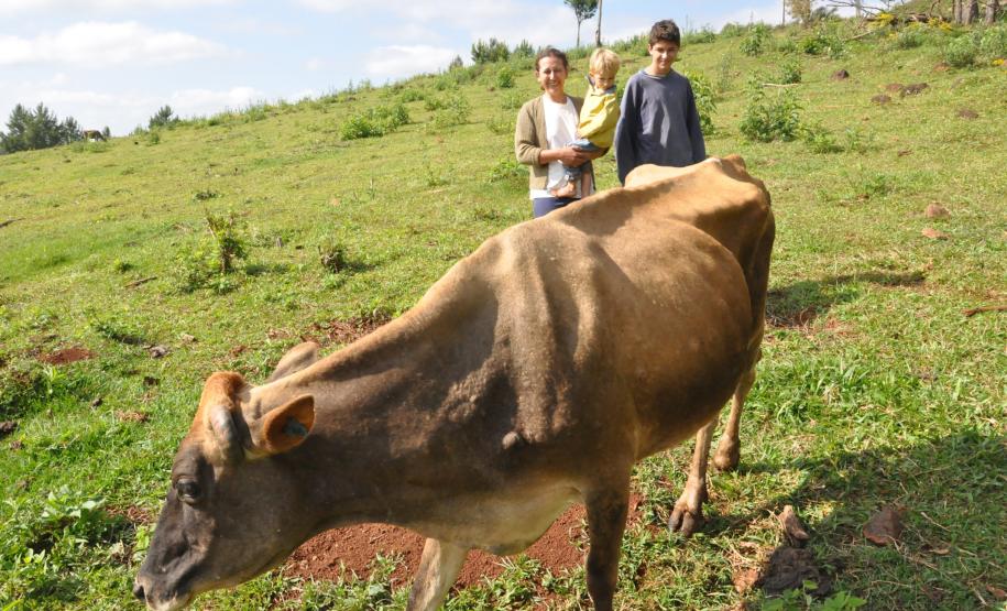 Irene Giteski Ferreira, agricultora de Porto Barreiro, financiou duas vacas pelo Paraná Juro Zero, da Fomento Paraná.