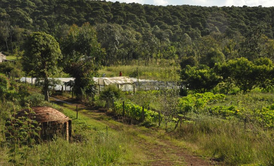 Agricultora triplica produção de morangos orgânicos com crédito da Fomento Paraná Os agricultores Neliria Huff e Valdemar Ramos, de Bituruna, no sul do estado, receberam crédito da Fomento Paraná e triplicaram a produção e colheita de morangos orgânicos.