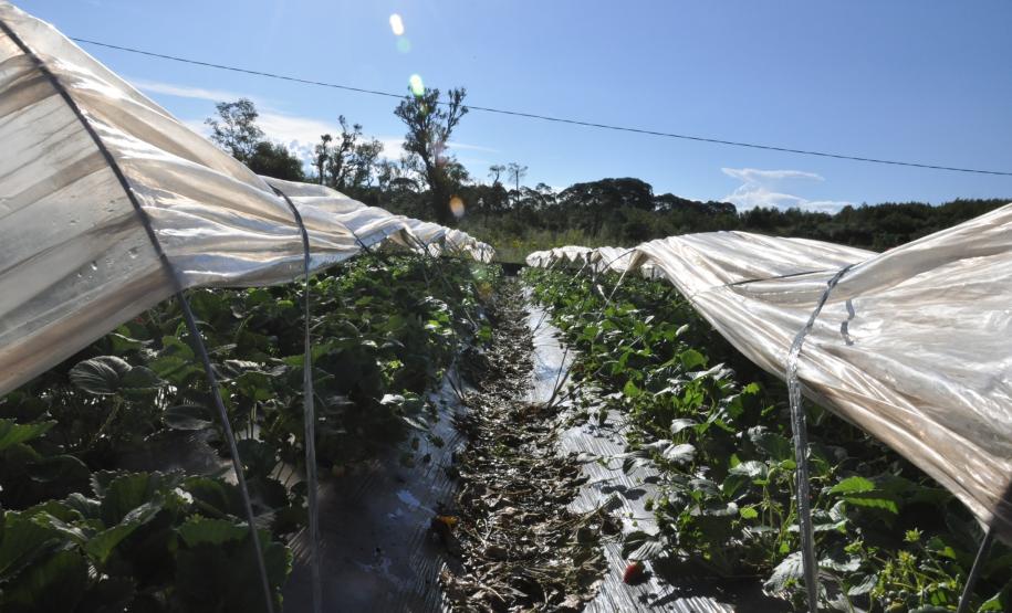 Agricultora triplica produção de morangos orgânicos com crédito da Fomento Paraná Os agricultores Neliria Huff e Valdemar Ramos, de Bituruna, no sul do estado, receberam crédito da Fomento Paraná e triplicaram a produção e colheita de morangos orgânicos.
