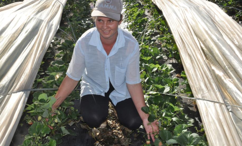 Agricultora triplica produção de morangos orgânicos com crédito da Fomento Paraná Os agricultores Neliria Huff e Valdemar Ramos, de Bituruna, no sul do estado, receberam crédito da Fomento Paraná e triplicaram a produção e colheita de morangos orgânicos.